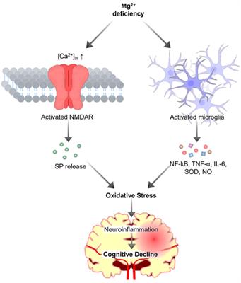 Neuroprotective effects of magnesium: implications for neuroinflammation and cognitive decline